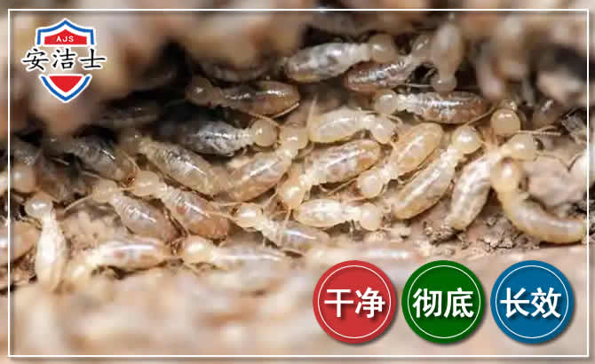 五指山白蚁防治