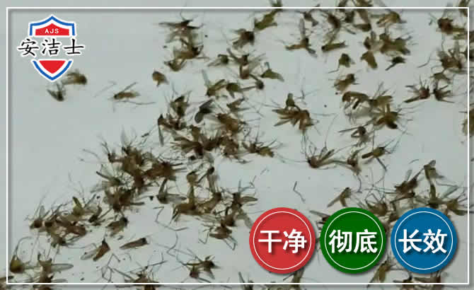 五指山苍蝇防治-灭蝇