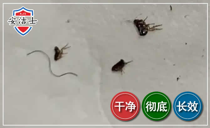 五指山跳蚤防治-灭跳蚤