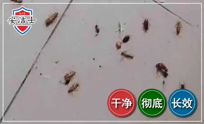 五指山蟑螂防治-灭蟑螂