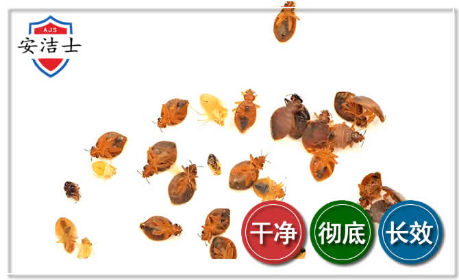 五指山臭虫防治-消灭臭虫